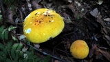 Russula ochroleucoides image