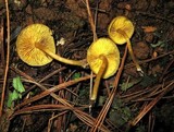 Callistosporium luteo-olivaceum image