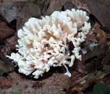 Sebacina schweinitzii image
