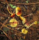 Callistosporium luteo-olivaceum image