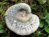 Russula parvovirescens image