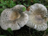 Russula parvovirescens image