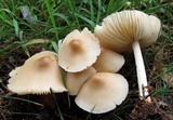 Marasmius nigrodiscus image