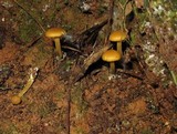 Callistosporium luteo-olivaceum image