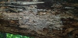 Sistotrema brinkmannii image