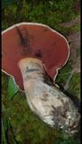Caloboletus firmus image