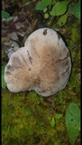 Caloboletus firmus image