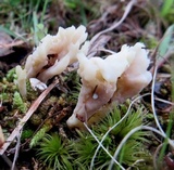 Sebacina sparassoidea image
