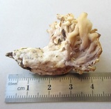 Sebacina sparassoidea image