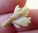 Sebacina sparassoidea image