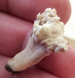 Sebacina sparassoidea image