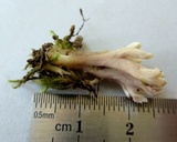 Sebacina sparassoidea image