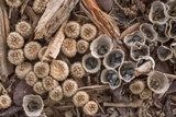 Cyathus stercoreus image