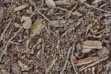 Cyathus stercoreus image