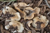 Hohenbuehelia petaloides image