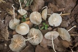 Heliomyces decolorans image