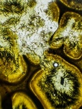Xylaria cubensis image