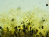 Xylaria cubensis image