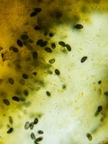 Xylaria cubensis image