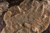 Trichaptum fuscoviolaceum image