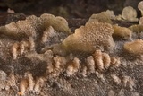 Trichaptum fuscoviolaceum image