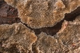 Trichaptum fuscoviolaceum image