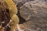Trichaptum fuscoviolaceum image