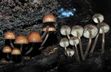 Mycena mulawaestris image