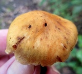 Cortinarius distans image