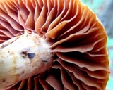 Cortinarius distans image
