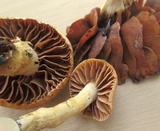 Cortinarius distans image