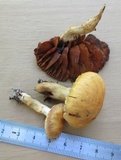 Cortinarius distans image