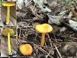 Hygrocybe reidii image