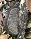 Hexagonia variegata image