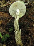 Amanita murrilliana image