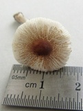 Lepiota cristata image