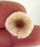 Lepiota cristata image