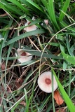 Lepiota cristata image