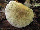 Amanita murrilliana image