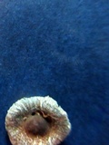 Lepiota cristata image