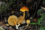 Boletus curtisii image
