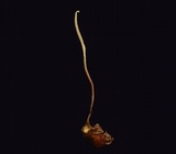 Ophiocordyceps elongata image