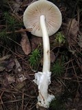 Amanita rasitabula image