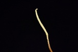 Ophiocordyceps elongata image