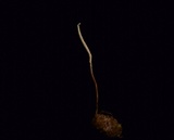 Ophiocordyceps elongata image
