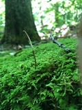 Ophiocordyceps elongata image