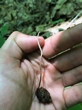 Ophiocordyceps elongata image