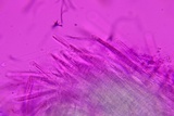 Ophiocordyceps elongata image