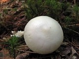 Amanita rasitabula image