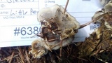 Bjerkandera adusta image